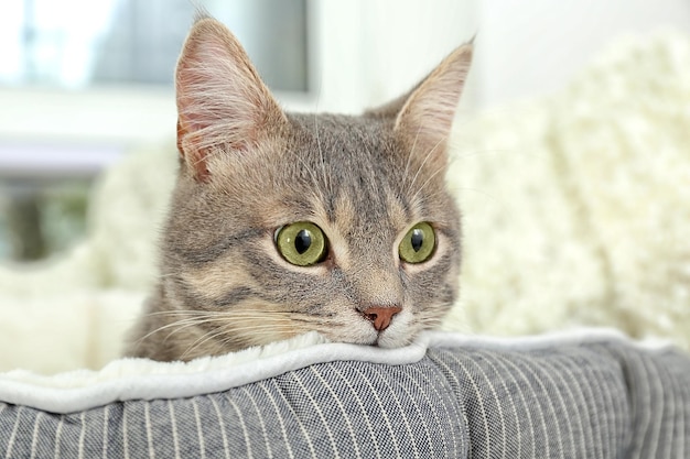 Süße Katze im weichen Haustierbett aus nächster Nähe