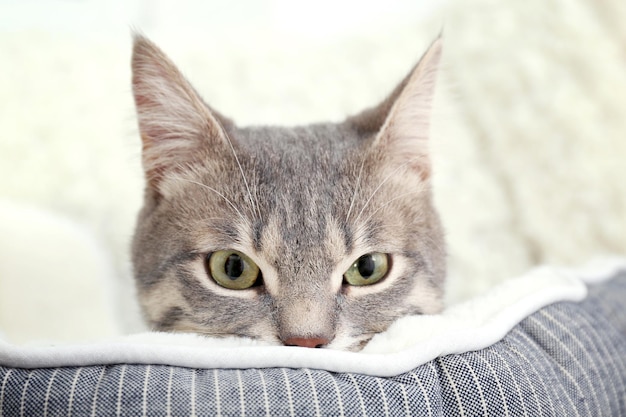 Süße Katze im weichen Haustierbett aus nächster Nähe