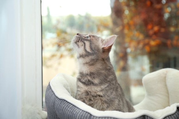 Süße Katze im weichen Korb