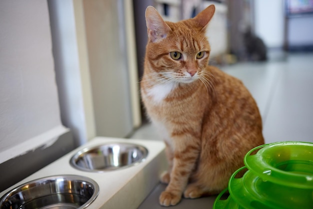 Süße Katze in der Nähe von Schalen mit Essen und Trinken zu Hause