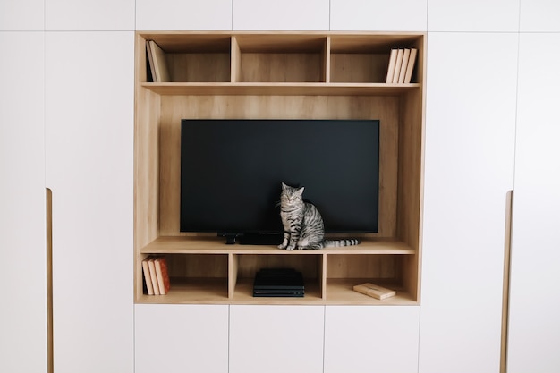 süße Katze in einem modernen Interieur des Wohnzimmers mit Fernseher und einem weißen Kleiderschrank im skandinavischen Stil minimalistisches Konzept