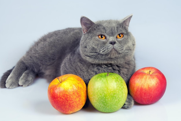 Süße Katze mit bunten Äpfeln