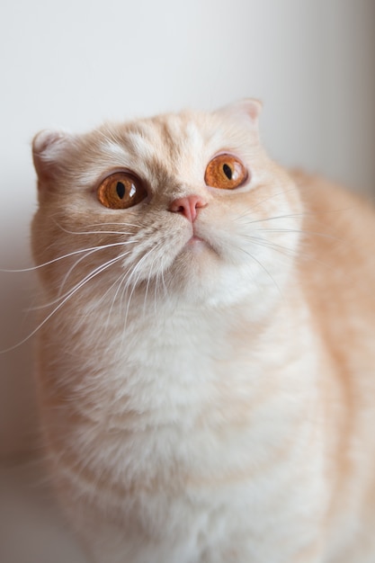 süße Katze mit großen Augen