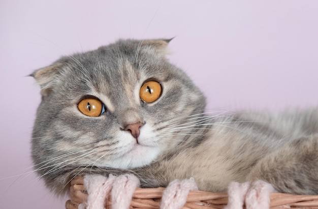 Süße Katze mit großen orangefarbenen Augen