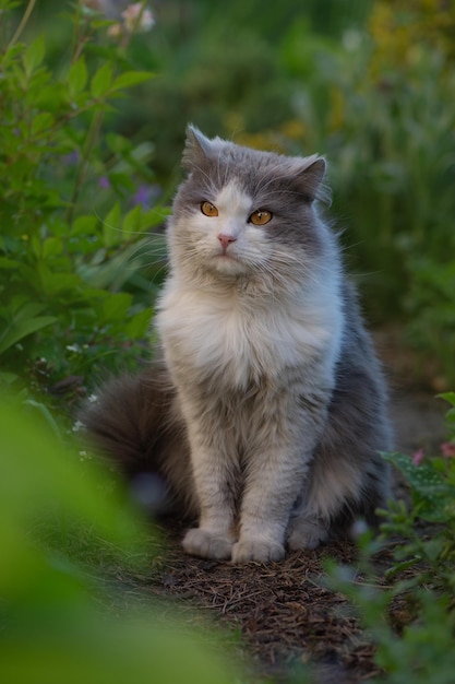 Süße Katze mit langen Schnurrhaaren schaut in die Kamera Katzenporträt hautnah im Garten Lustige junge Katze mit gelben Augen