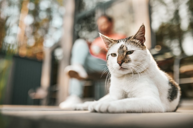 Süße Katze. Ruhige süße Katze, die an einem sonnigen Herbsttag in die Kamera schaut, die auf der Veranda liegt, und ein Mann, der hinten sitzt