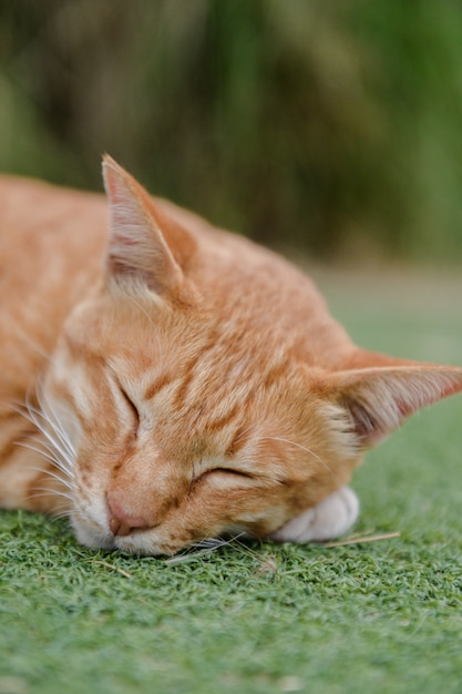 süße Katze schlafen auf grünem Teppich