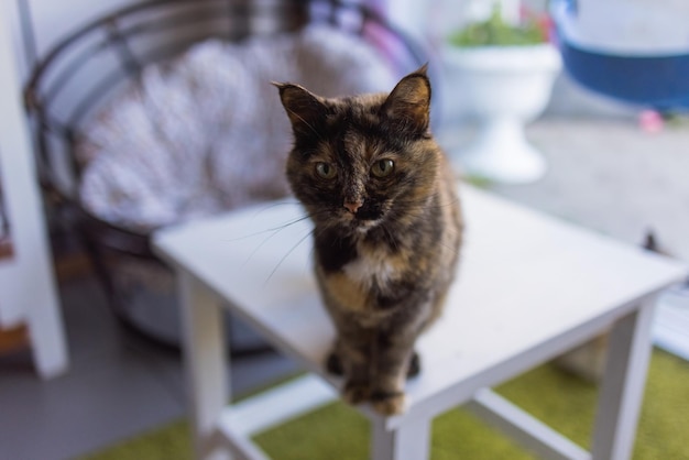 Süße Katze sitzt auf weißem Stuhl im Zimmer, Nahaufnahme.