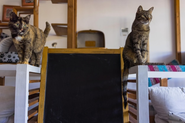 Süße Katze sitzt auf weißem Stuhl im Zimmer, Nahaufnahme.