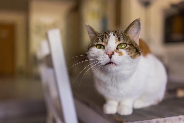 Süße Katze sitzt auf weißem Stuhl im Zimmer, Nahaufnahme.