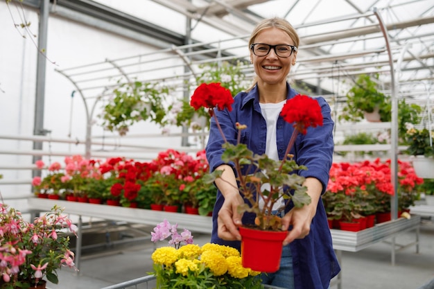 Süße kaukasische Frau in Brille mit einer roten Blume in einem Topf beim Einkaufen in einem Gewächshaus