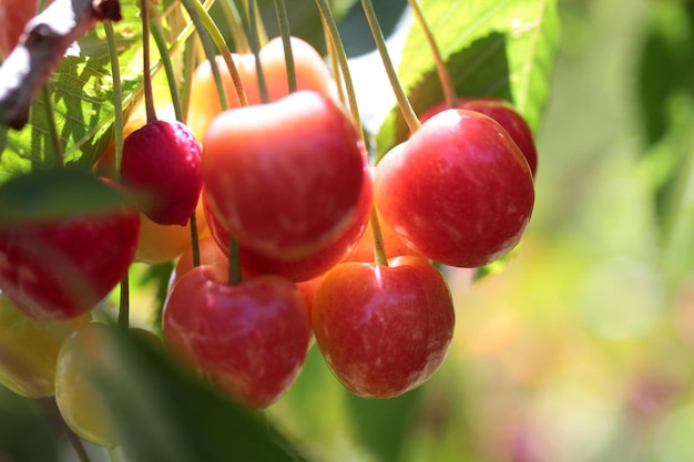 Süße Kirschbeeren auf einem Ast