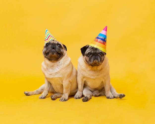 Foto süße kleine hunde, die einen geburtstag feiern