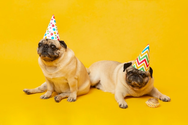 Foto süße kleine hunde, die einen geburtstag feiern