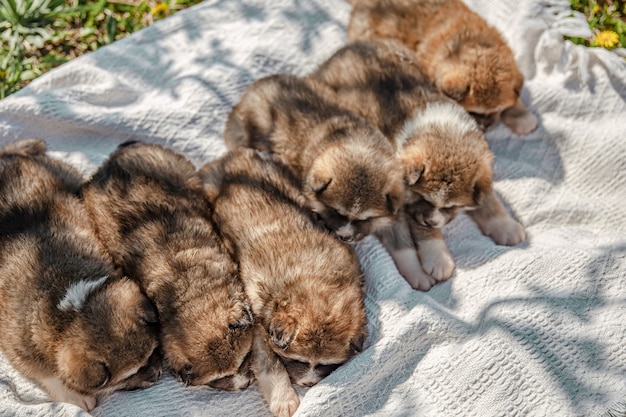 Süße kleine Hunde liegen auf einer Decke im Gras