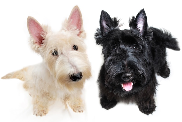 Süße kleine schwarz-weiß Scottish Terrier Welpen