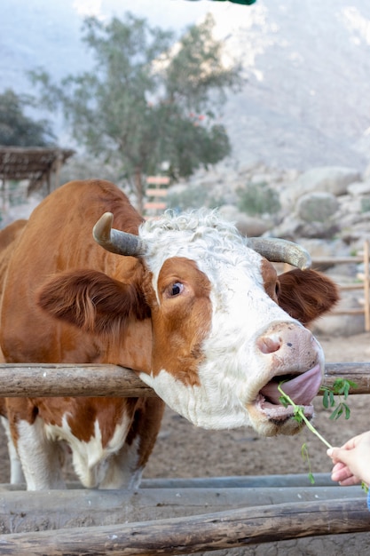 Süße Kuh Hereford auf dem Bauernhof