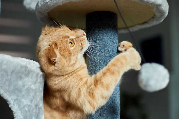 Süße lustige Katze, die auf Möbelkratzbäumen zu Hause spielt Kratzbäume lieben petxA