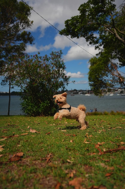 Foto süße maltipoo-fotos