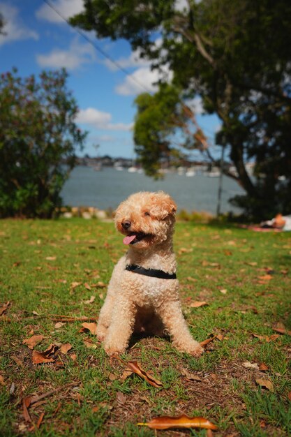 Foto süße maltipoo-fotos