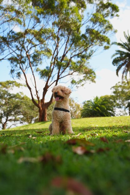 Foto süße maltipoo-fotos