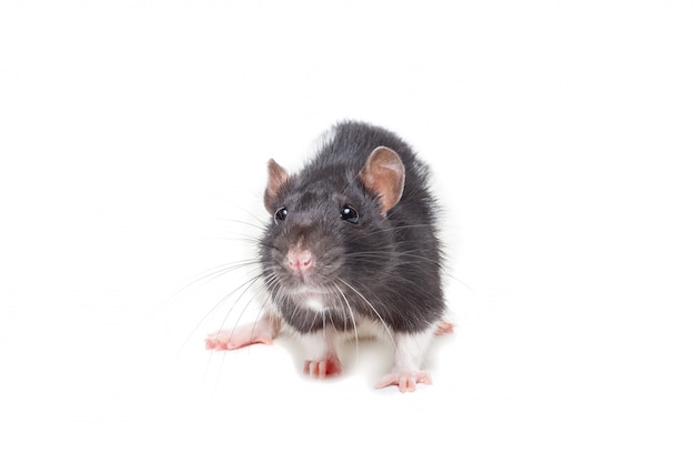 Süße Maus oder Ratte isoliert