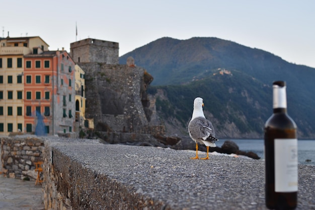 Süße Möwe thront im Hintergrund der Stadt Camogli