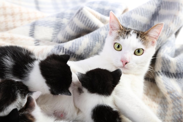 Süße Mutterkatze und kleine Kätzchen