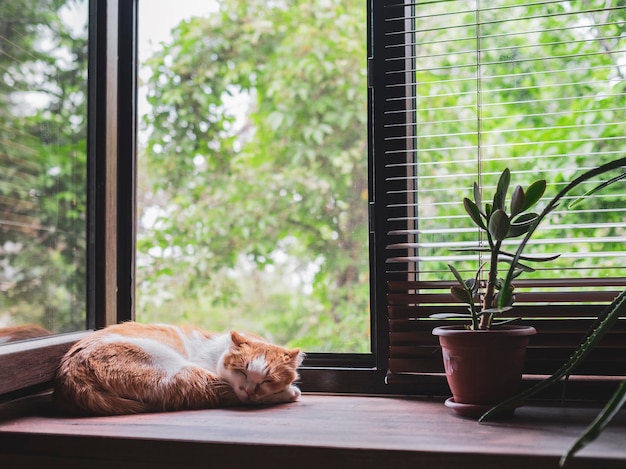 Süße orangefarbene und weiße Katze, die auf der Fensterbank schläft