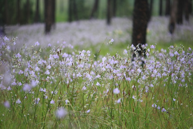 Süße purpurrote Blumen im Garten an Nationalpark Uttaradit-Provinz Thailand Phu Soi Dao