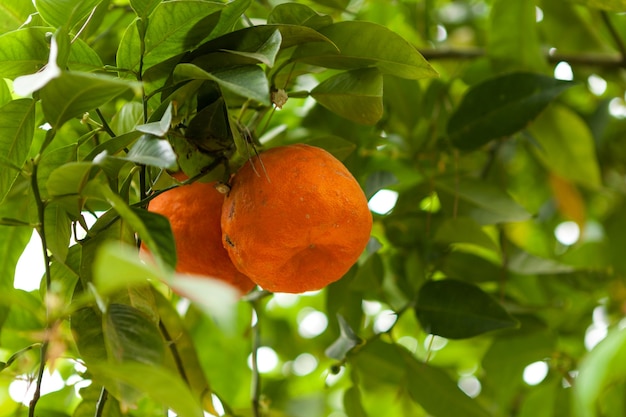 Süße reife Mandarinen auf einem Baum mit frischen Früchten der Zitrusfrüchte, die organische Landwirtschaft anbauen