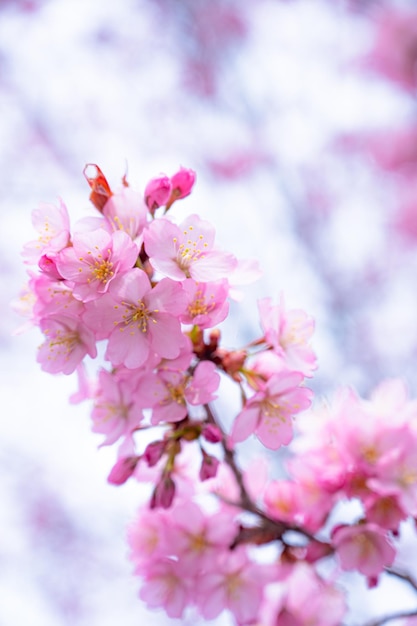 Süße rosa Kirschblüten