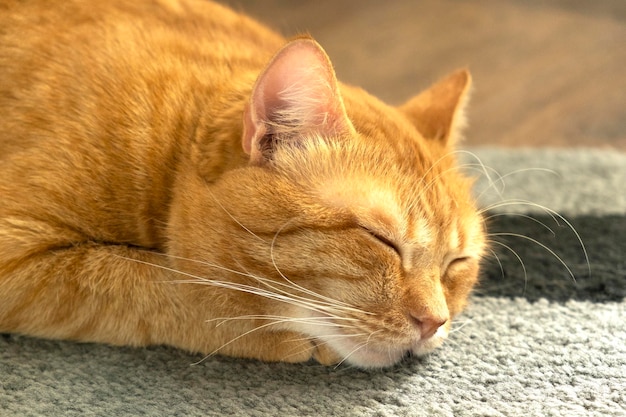 Süße rote Katze, die auf dem Teppich schläft