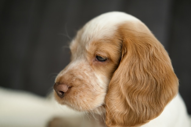 Süße russische Spaniel rot und weiß Merle blaue Augen Welpen Hunde Gesicht auf Couch Nahansicht.