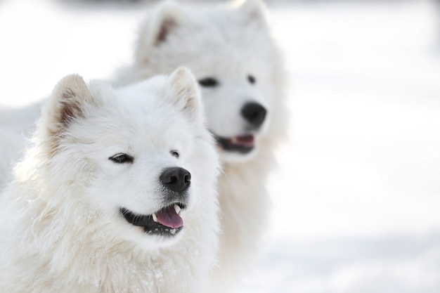 Süße Samojedenhunde im Freien am Wintertag