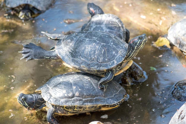Süße Schildkröten ruhen unter der Sonne am Teich