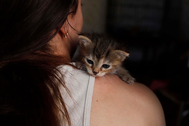 Süße schnurrende Katze legt sich hin und ruht auf den Armen der Mädchen Frau, die ein Kätzchen kuschelt