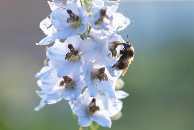 Süße schöne Blumen und Hummel in der Gartennahaufnahme Trending Naturgrün