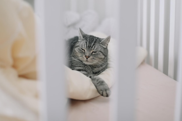 Süße schottische gerade graue Tabby-Katze, die auf dem Bett liegt und im sanften Morgenlicht schläft Süße lustige Katze, die zu Hause im Bett schläft