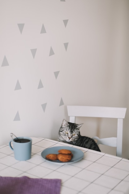 Süße schottische gerade Katze, die das Frühstück mit einer Tasse Tee und Keksen auf dem Tisch betrachtet