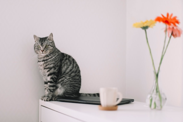 süße schottische gerade katze drinnen mit blumen