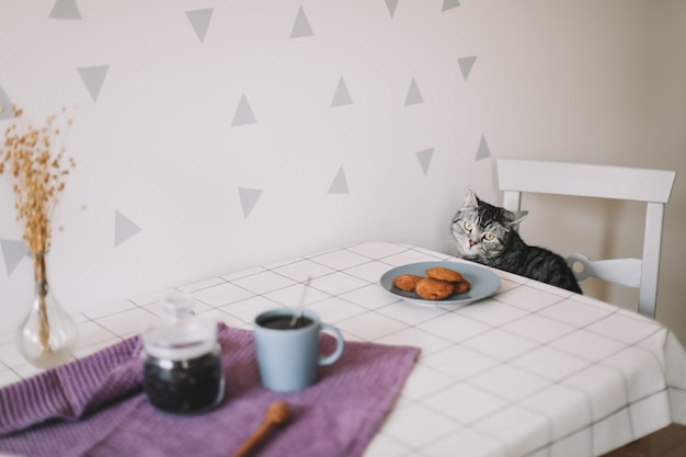 süße schottische gerade katze und frühstück mit tasse tee und keksen auf dem tisch