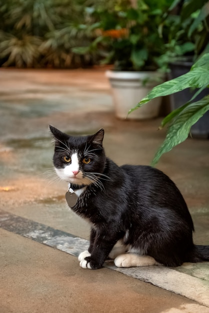 Süße schwarz-weiße Katze im Garten mit grünen Topfpflanzen