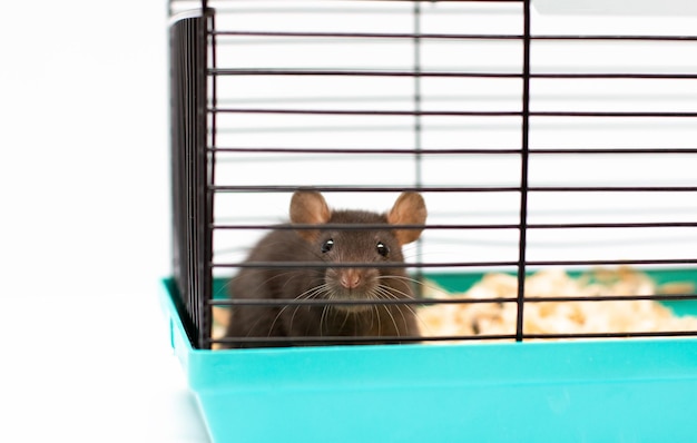 Süße schwarze Hausratte im Käfig