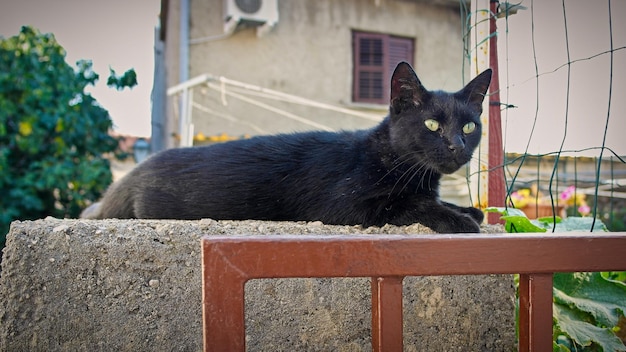 Süße schwarze Katze, die an einer Wand liegt