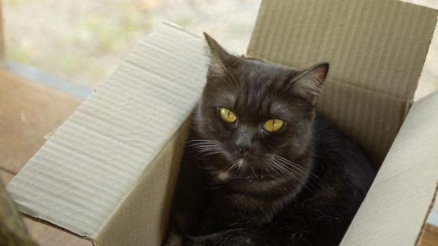 Foto süße schwarze katze, die in einer kiste liegt