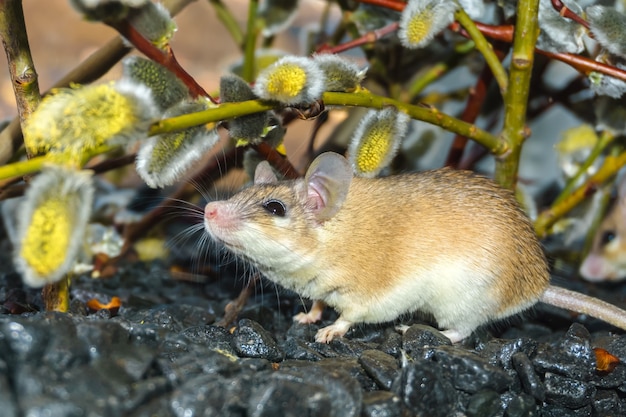 Süße stachelige Maus (akomys) schnüffelt an einer blühenden Weidenblume