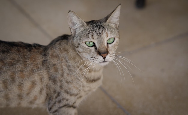 Foto süße straßenkatze mit grünen augen