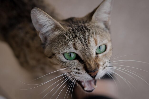 Süße Straßenkatze mit grünen Augen