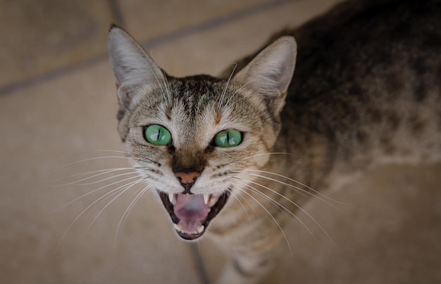 Süße Straßenkatze mit grünen Augen